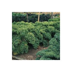 Thompson & Morgan Kale - Dwarf Green Curled - Seed Pack