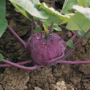 Thompson & Morgan Kohl Rabi - Kolibri F1- Seed Pack