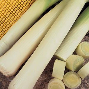 Thompson & Morgan Leek - Autumn Giant 2 - Seed Pack