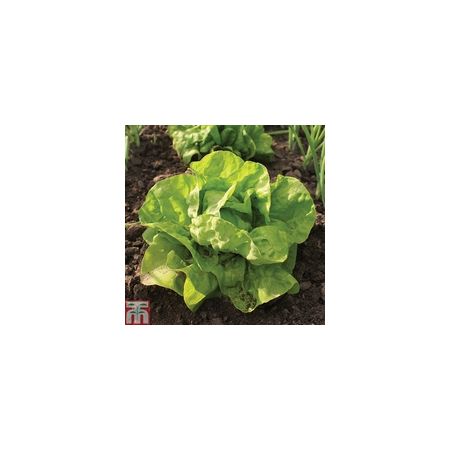 Thompson & Morgan Lettuce - All The Year Round - Seed Pack