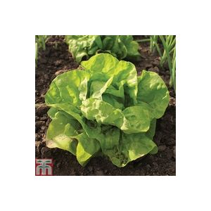 Thompson & Morgan Lettuce - All The Year Round - Seed Pack