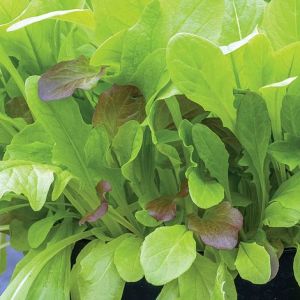 Thompson & Morgan Salad Leaves - Crispy Lettuce Leaves Blend  - Sed Pack