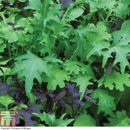 Thompson & Morgan Salad Leaves - Speedy Mix - Seed Pack