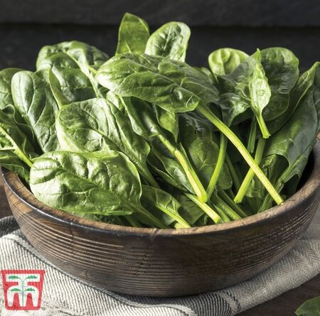 Thompson & Morgan Spinach - Monnopa Seed Pack