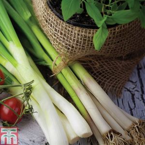 Thompson & Morgan Spring Onion - White Lisbon - Seed Pack