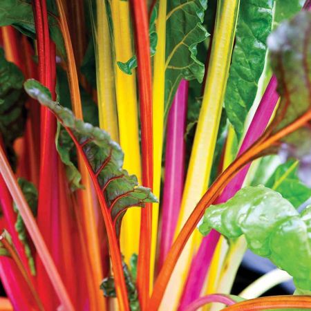 Thompson & Morgan Swiss Chard - Bright Lights - Seed Pack