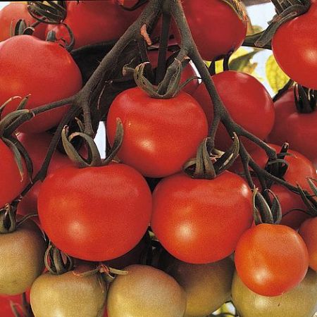 Thompson & Morgan Tomato - Ailsa Craig - Seed Pack