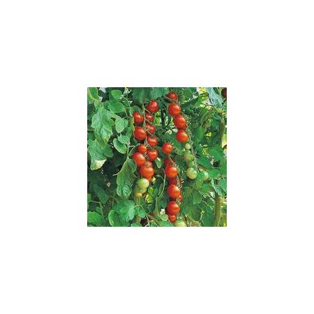 Thompson & Morgan Tomato - Gardener'S Delight - Seed Pack