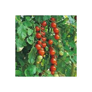 Thompson & Morgan Tomato - Gardener'S Delight - Seed Pack