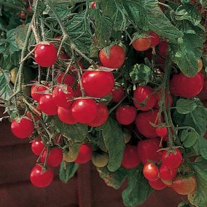 Thompson & Morgan Tomato - Gartenperle - Seed Pack