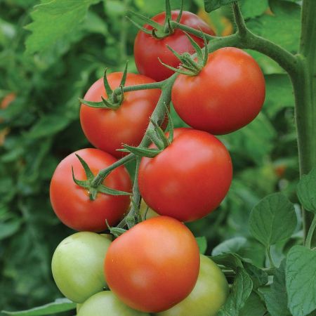 Thompson & Morgan Tomato, Moneymaker Seed Pack