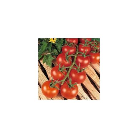 Thompson & Morgan Tomato - Shirley F1 Hybrid - Seed Pack