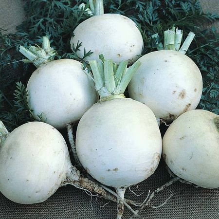 Thompson & Morgan Turnip, Snowball Seed Pack