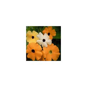 Thunbergia Alata Black Eyed Suzie - Kings Seeds