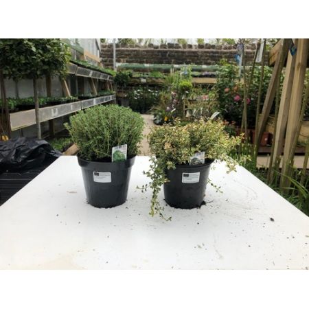 Thyme P14 £3.99 Each 2 For £7.00