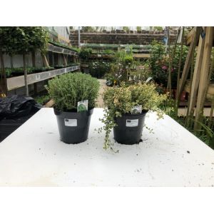 Thyme P14 £3.99 Each 2 For £7.00