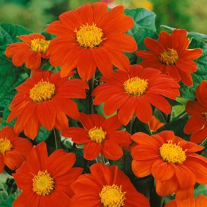 Tithonia Torch- Kings Seeds