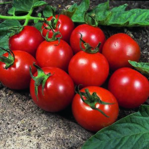 Tomato Alicante Kings Seeds