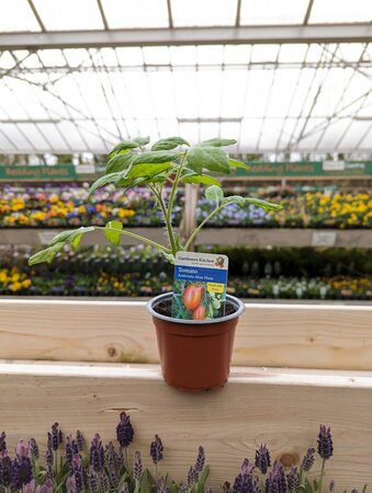 Tomato Ambrosia 9cm Pot