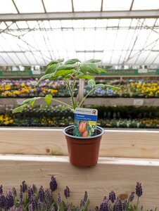 Tomato Ambrosia 9cm Pot