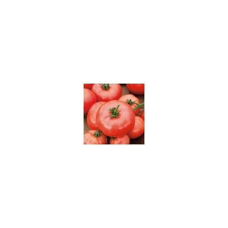 Tomato Beefmaster F1 Kings Seeds