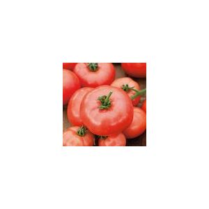 Tomato Beefmaster F1 Kings Seeds