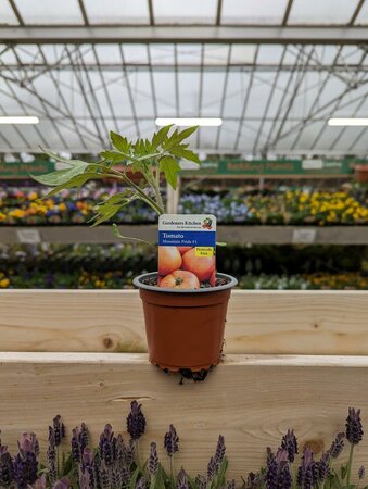 Tomato (Beefsteak) Mountain Pride 9cm Pot