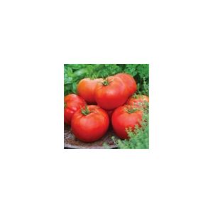 Tomato Big Daddy Kings Seeds