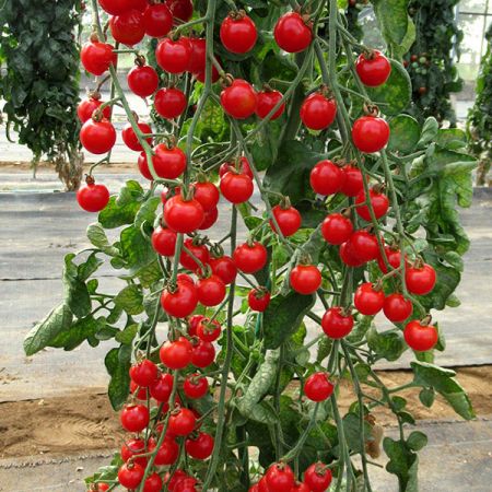 Tomato Bite Size Kings Seeds