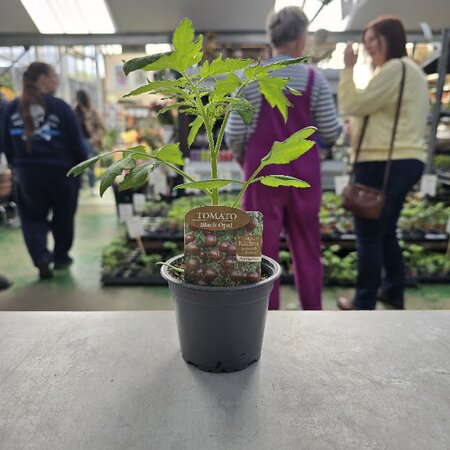 Tomato Black Opal 9cm Pot