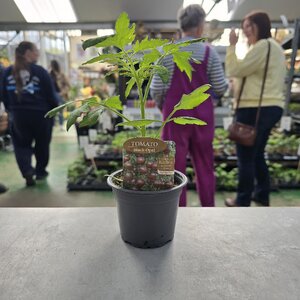 Tomato Black Opal 9cm Pot