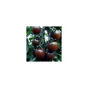 Tomato Black Opal Kings Seeds