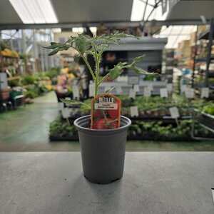 Tomato Bloody Butcher Beefstake