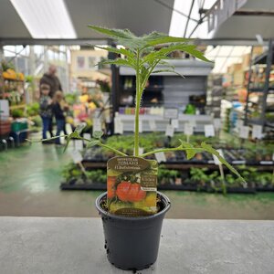 Tomato Buffalosteak Beefsteak 9cm Pot
