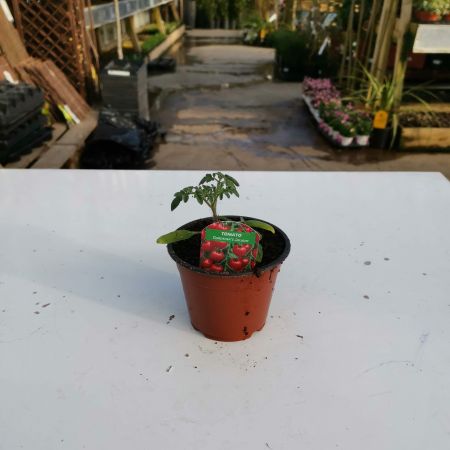 Tomato Gardener's Delight