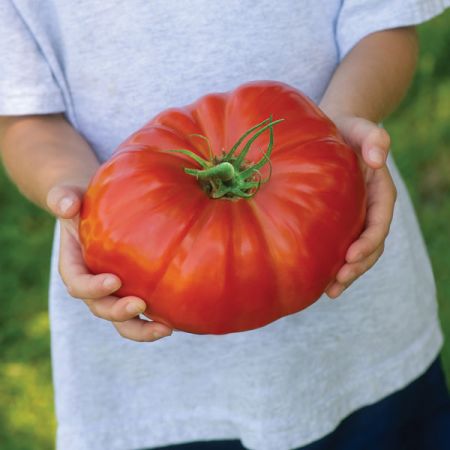 Tomato Gigantomo F1 Kings Seeds