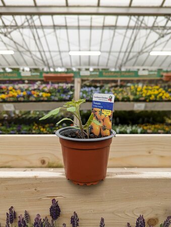 Tomato Golden Sunrise 9cm Pot