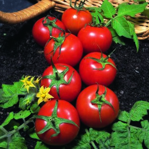 Tomato Harbinger Kings Seeds