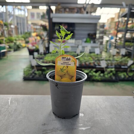 Tomato Honey Yellow