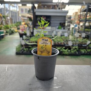 Tomato Honey Yellow