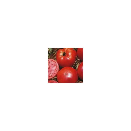 Tomato Marmande Kings Seeds