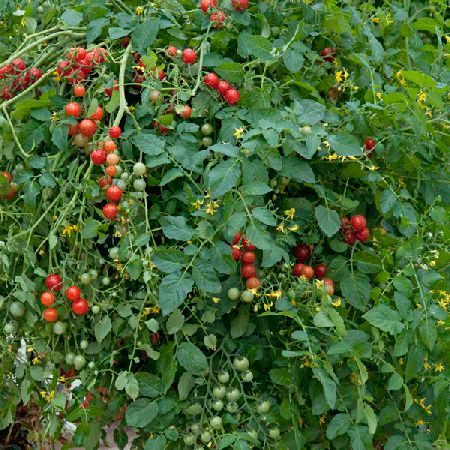 Tomato Micro Cherry Kings Seeds