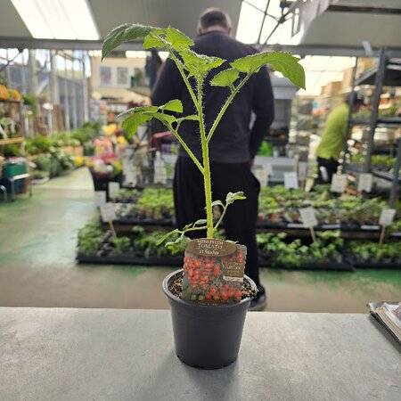 Tomato Modus Mini Plum