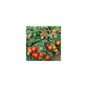 Tomato Red Alert Kings Seeds