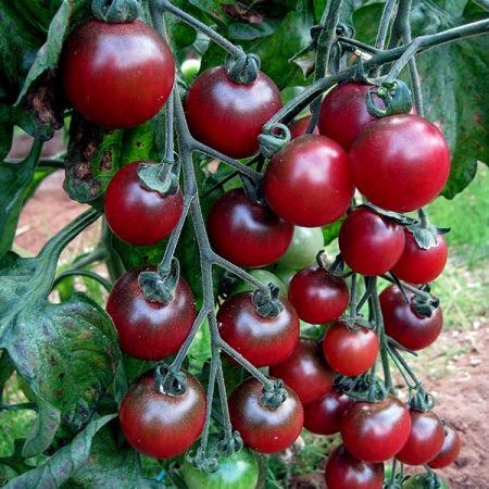 Tomato Rosella Kings Seeds