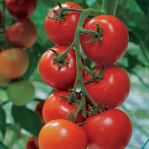 Tomato Shirley F1 Kings Seeds