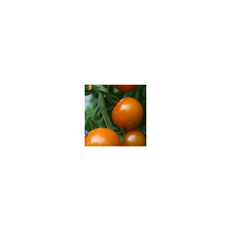 Tomato Sungold F1 Kings Seeds