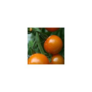 Tomato Sungold F1 Kings Seeds