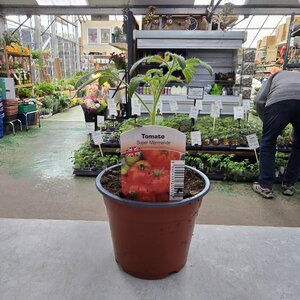 Tomato Super Marmande (Beefsteak)