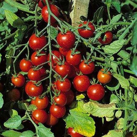 Tomato Sweet Millions Kings Seeds